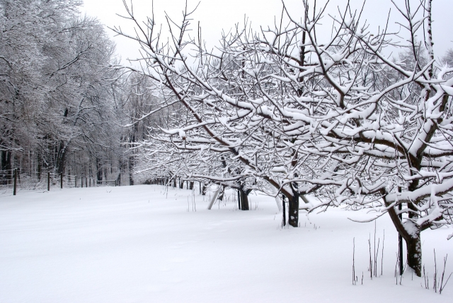  bosques nevados, prontos para descobri-los? 